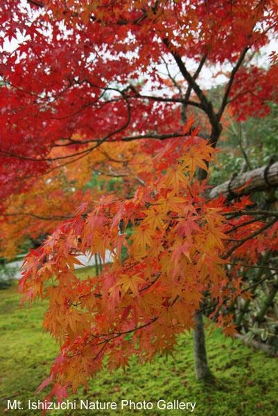 kyoto (078)